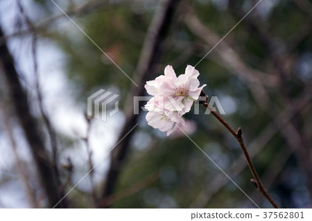 Yuzu cherry blossoms in spring and fall 37562801