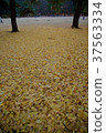Ginkgo Carpet 37563334
