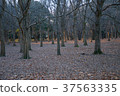 Miscellaneous trees 37563335