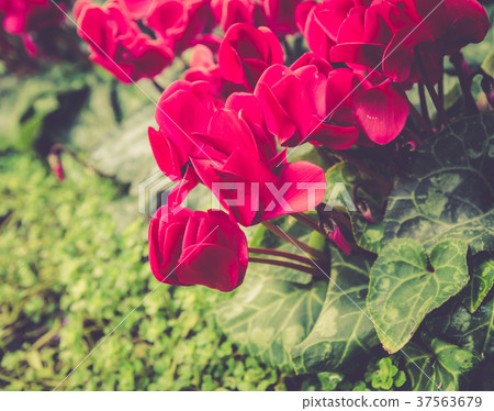 flower in garden 37563679