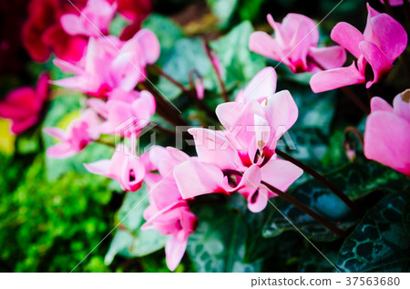 flower in garden 37563680