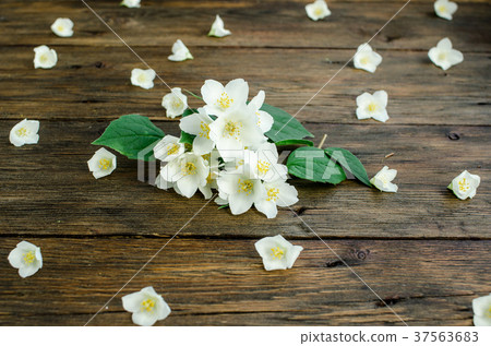 Floral background white jasmine flowers  37563683