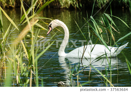 White swan on the river in the reeds 37563684