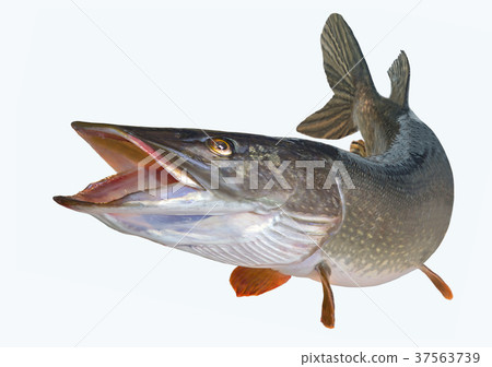 A river pike with wide open mouth free A river pike with wide open mouth free 37563739