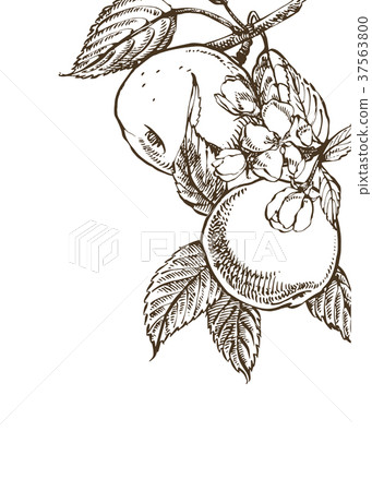 Vector card spring. Black and white blooming Vector card spring. Black and white blooming 37563800