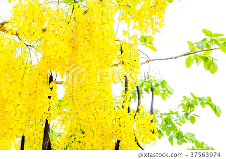 Cassia fistula ,yellow flower on white background Cassia fistula ,yellow flower on white background 37563974