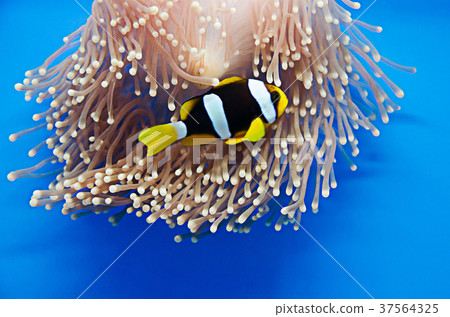 Clownfish, Anemonefish , on coral 37564325