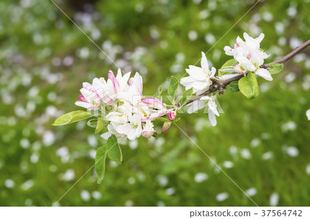 Pink Flowers of apple blossoms, sakura flowers Pink Flowers of apple blossoms, sakura flowers 37564742