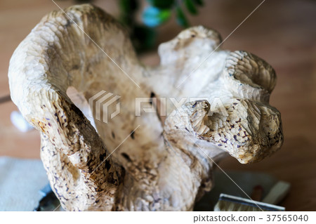 Natural stump for carving, precious wood, art 37565040