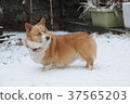 Corgi on a snowy day 37565203