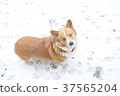 Corgi on a snowy day 37565204