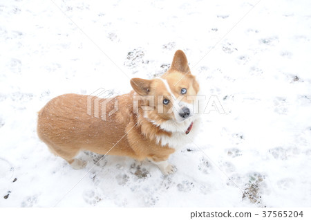 Corgi on a snowy day 37565204