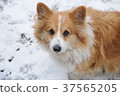 Corgi on a snowy day 37565205