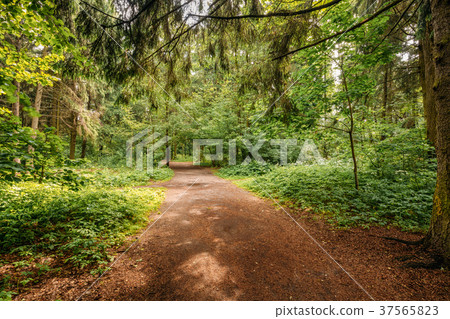 Beautiful Landscape Of Summer Mixed Forest, Park 37565823
