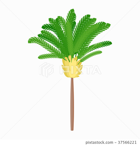 Banana palm tree icon, cartoon style 37566221