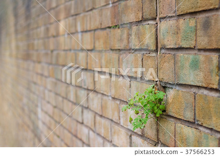 green plant growing through brick wall green plant growing through brick wall 37566253