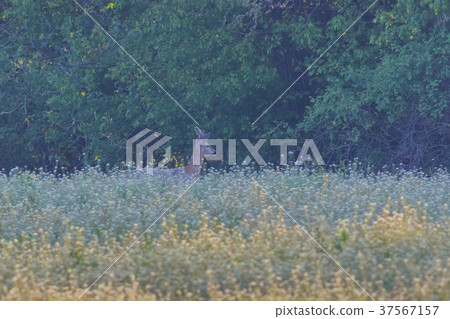 Roe deer (Capreolus capreolus) in forest Roe deer (Capreolus capreolus) in forest 37567157