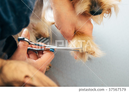 groomer trimming dog paws groomer trimming dog paws 37567579