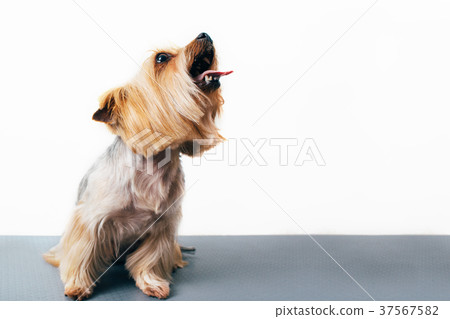 Sitting Yorkshire Terrier with opened mouth 37567582