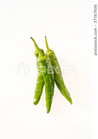 Sweet long bean sprout 37567698