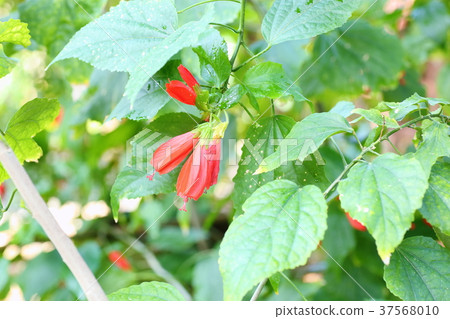 UNAZUKI Flower Flower Flower 37568010