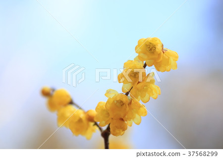 Lobai flower Lobai flower 37568299