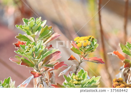 Isogic flowers Isogic flowers 37568442