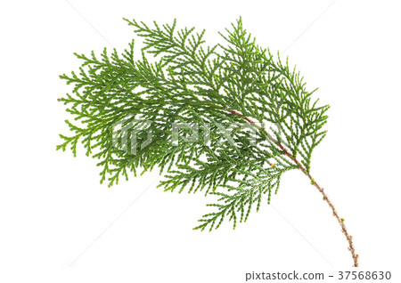 Branches of cypress 37568630