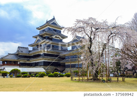 松本城堡和樹枝櫻花和花雪暴 照片素材 圖片 圖庫