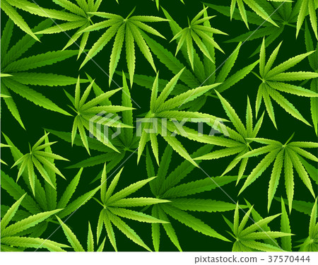 Marijuana leaves seamless vector pattern. Marijuana leaves seamless vector pattern. 37570444