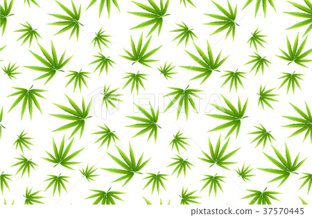 Marijuana leaves seamless vector pattern. Marijuana leaves seamless vector pattern. 37570445