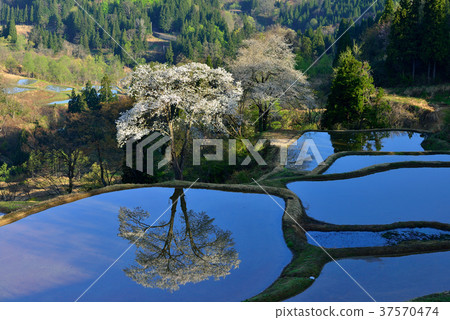 櫻花的禮儀 37570474