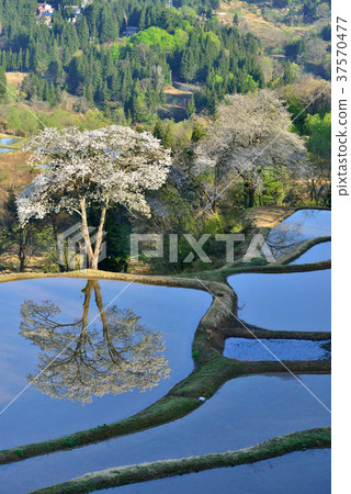 櫻花的禮儀 櫻花的禮儀 37570477