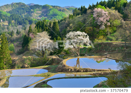 Cherry blossoms of ceremonial 37570479