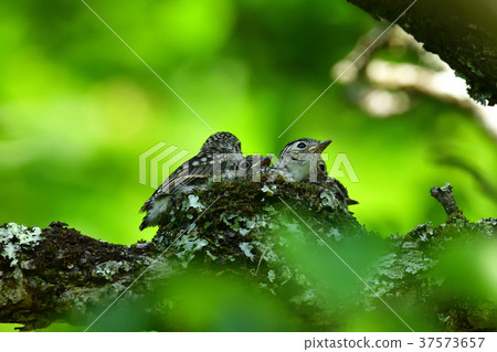 Kosamebitaki育兒 Kosamebitaki育兒 37573657