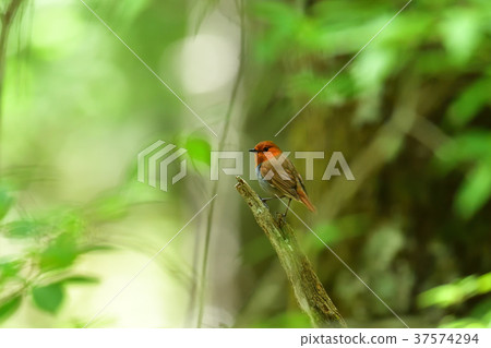 羅賓斯 羅賓斯 37574294