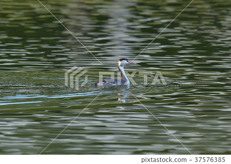 Great crested grebe Great crested grebe 37576385