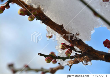 早春的雪和白梅花 早春的雪和白梅花 37577291