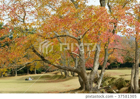 秋天3在奈良公園和托比諾 37581305