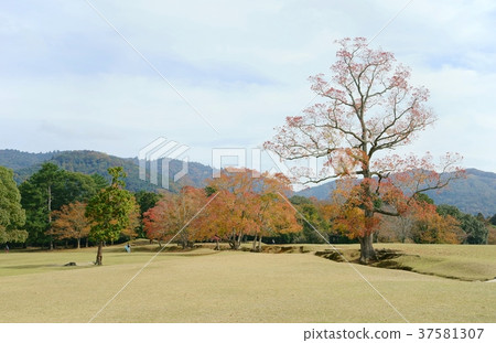 Autumn 2 in Nara Park and Tobino Autumn 2 in Nara Park and Tobino 37581307