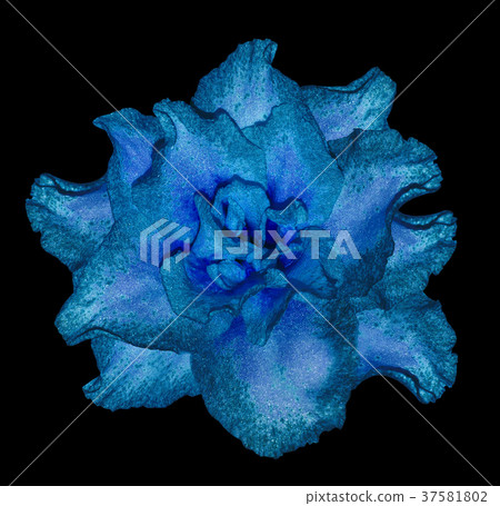 Azalea blue flower  black  isolated background 37581802