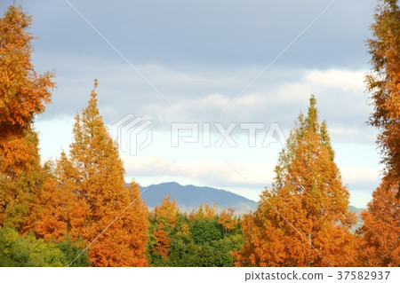 Metasequoia Forest 2 Metasequoia Forest 2 37582937