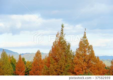 Metasequoia Forest 1 Metasequoia Forest 1 37582939