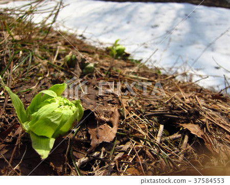 Fukino tau早春融雪 Fukino tau早春融雪 37584553