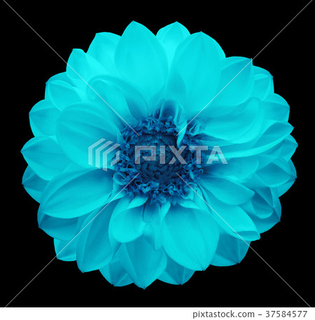 Spring turquoise-blue flower dahlia black isolated Spring turquoise-blue flower dahlia black isolated 37584577