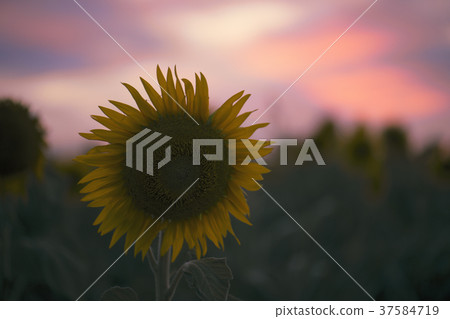 Sunflowers in a field in the afternoon. Sunflowers in a field in the afternoon. 37584719