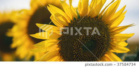 Sunflowers in a field in the afternoon. Sunflowers in a field in the afternoon. 37584734