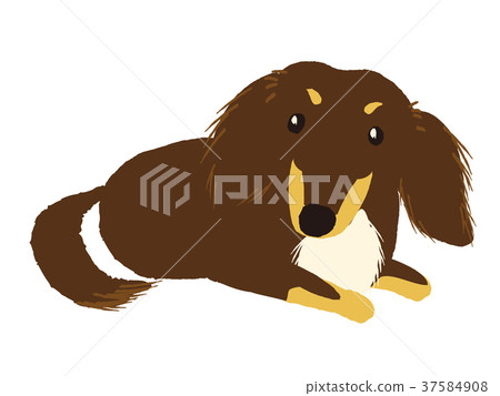 Dachshund illustration Dachshund illustration 37584908