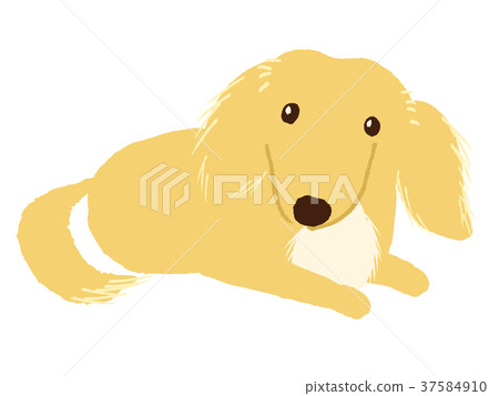 Dachshund illustration 37584910