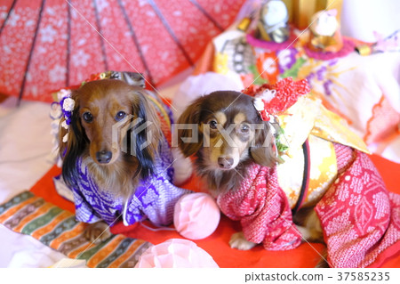 狗和服達克斯 37585235